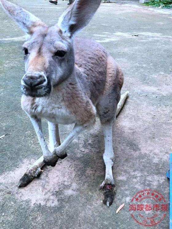 42 3 Du Khach Trung Quoc Cam Da Nem Kangaroo Den Tu Vong Nguyen Nhan Chung Toi Chi Muon Xem No Nhay