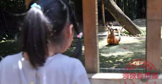 42 4 Du Khach Trung Quoc Cam Da Nem Kangaroo Den Tu Vong Nguyen Nhan Chung Toi Chi Muon Xem No Nhay