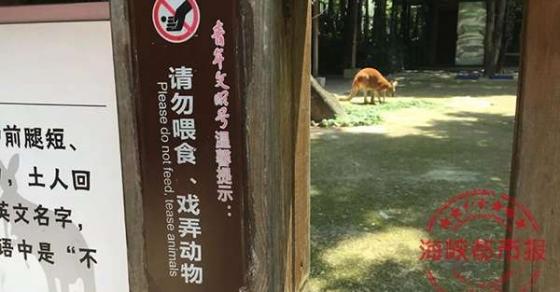 42 5 Du Khach Trung Quoc Cam Da Nem Kangaroo Den Tu Vong Nguyen Nhan Chung Toi Chi Muon Xem No Nhay