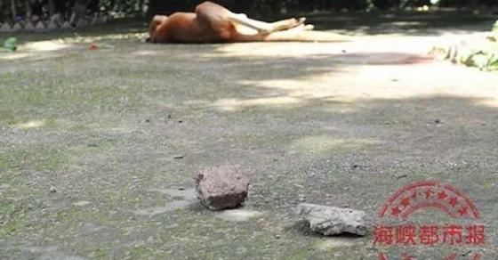 42 6 Du Khach Trung Quoc Cam Da Nem Kangaroo Den Tu Vong Nguyen Nhan Chung Toi Chi Muon Xem No Nhay