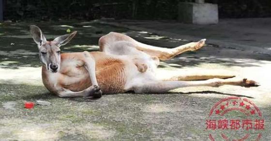 42 7 Du Khach Trung Quoc Cam Da Nem Kangaroo Den Tu Vong Nguyen Nhan Chung Toi Chi Muon Xem No Nhay