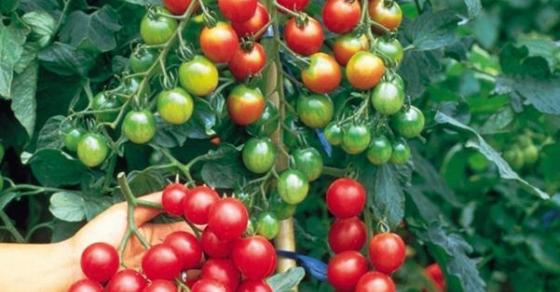 Cách trồng cà chua trong thùng xốp luôn sai quả và xanh tốt