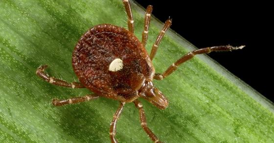 ‘Nhỏ nhưng có võ’ chỉ cần bị con côn trùng này cắn 1 miếng, kể từ đó bạn sẽ không thể ăn thịt