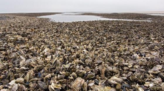 42 2 Dan Mach Dau Dau Vi Bi Hau Xam Lan Chinh Phu Nay Sang Kien Cho Nguoi Trung Quoc Den 5 Nam La An Sach