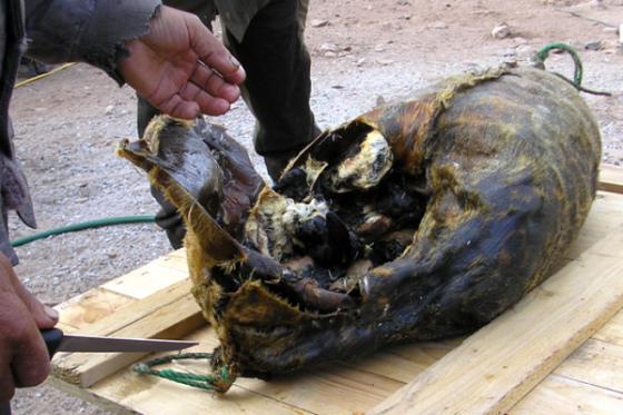 42 17 Co Vo Van Mon An Giang Sinh Nhung Ban Da Biet 5 Mon Doc La Nhat The Gioi Chua