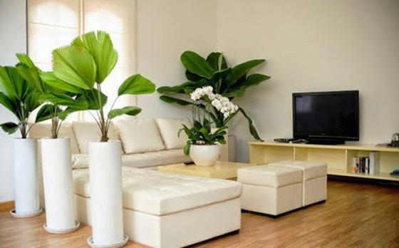 Những lỗi trồng cây phong thủy trong nhà khiến gia đình tiêu hao tài lộc