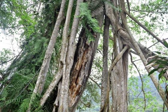 42 10 Ky La Cay Da Di Chuyen O Ninh Binh
