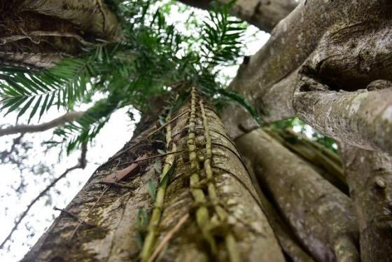 42 11 Ky La Cay Da Di Chuyen O Ninh Binh