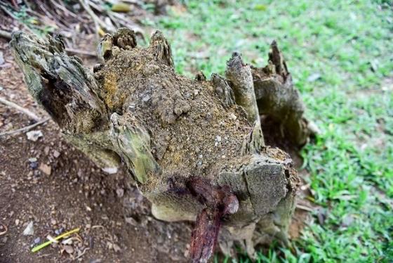 42 8 Ky La Cay Da Di Chuyen O Ninh Binh