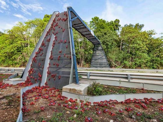 Hòn đảo cấm đường, xây cầu làm lối đi cho hàng triệu con cua