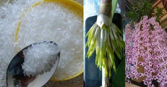 Dùng MÌ CHÍNH tưới lan, cây ‘suy dinh dưỡng’ bỗng ra rễ chi chít, hoa nở bung sau 1 tuần