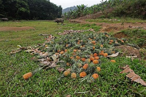 42 2 Trung Quoc Dot Nhien Cat Cau Tham Canh Do Bo Ca Xe Tai Dua Cho Bo An