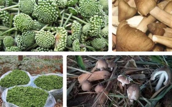 Những loại rau đặc sản của Việt Nam đắt ngang cua hoàng đế, tôm hùm Mỹ