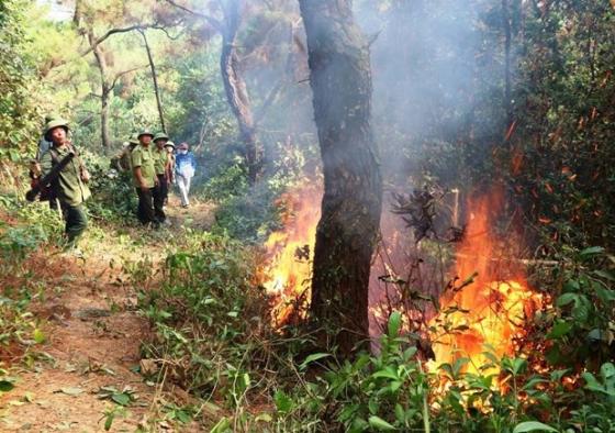 42 3 Noi Dau Dai Ngan Ung Hien Qua Giac Lua Thieu Tan La Phoi Xanh