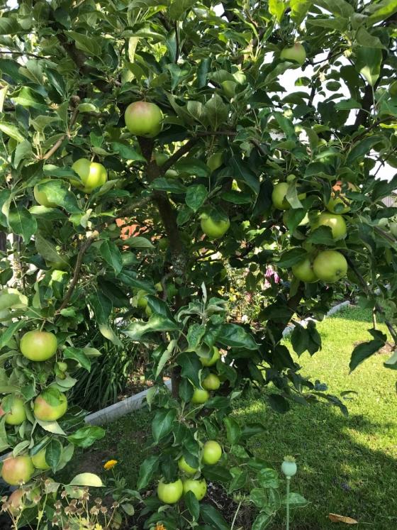 42 11 Khu Vuon 200m2 Dep Nhu Mo Voi Du Loai Hoa Cay An Qua Va Rau Sach Cua Nguoi Phu Nu Viet O Duc