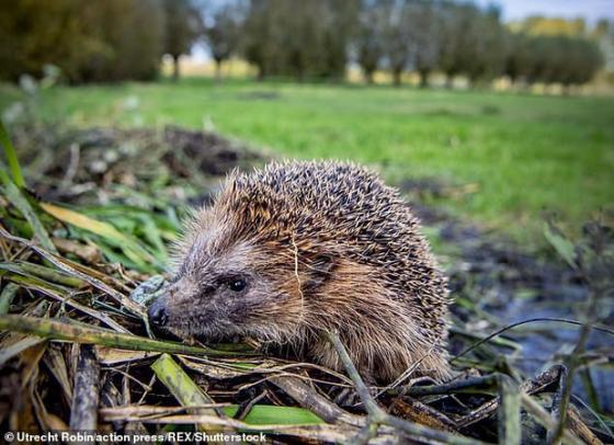 42 1 Dan Duc Mat Ngu Vi Cu Den Dem La Lu Nhim Lai An Ai Om Som