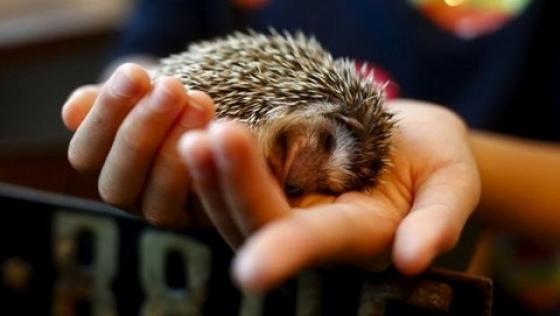 42 1 Nguoi Dan Duc Mat Ngu Vi Nhim Toi Mua Giao Phoi