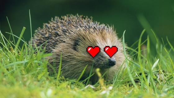 42 2 Dan Duc Mat Ngu Vi Cu Den Dem La Lu Nhim Lai An Ai Om Som