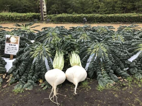 42 2 Vi Sao Bua Com Cua Nguoi Nhat Thuong Co 5 Mon An Nay