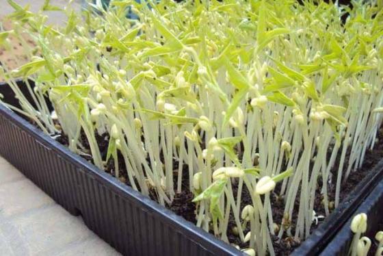 42 4 13 Thuc Pham Tuyet Doi Khong Duoc An Song Neu Khong Muon Nguy Hiem Tinh Mang