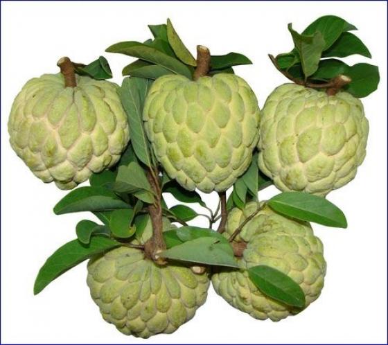 42 1 Loi Ich Suc Khoe Cua Qua Na