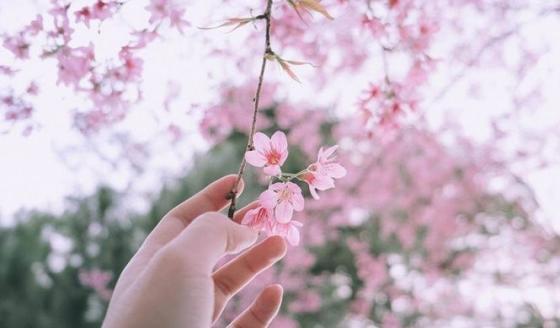 42 4 Phong Thuy Bat Ngo Tu Nhung Loai Hoa Quen Thuoc Cam Trong Nha