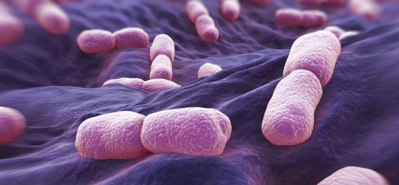 42 3 Sau Be Boi Khuan Listeria Gay Chet Chet Nguoi Hang Xuc Xich Wilke Da Nop Don Pha San