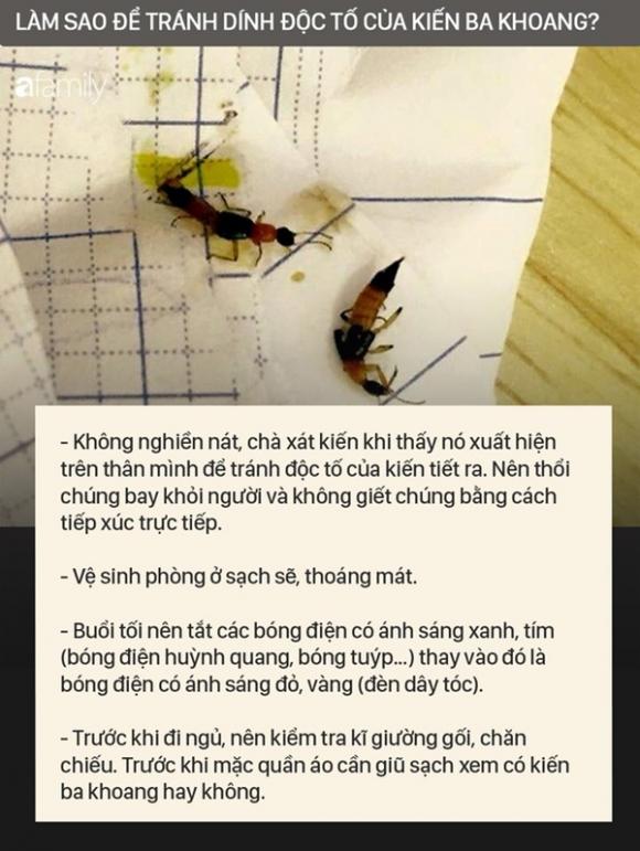 42 6 Doc To Cua Kien Ba Khoang Manh Gap 12 15 Lan Ran Ho Mang Nhan Biet Kien Ba Khoang Va Phong Tranh Chat Doc Cua Chung Dinh Vao Da