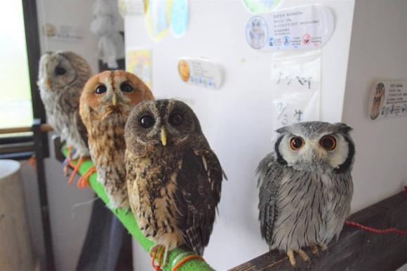 42 9 Nhung Hinh Anh Chung Minh Nhat Ban La Dat Nuoc Den Tu Nam 3000 Dinh Nhu Vay Ma Cung Nghi Ra Duoc