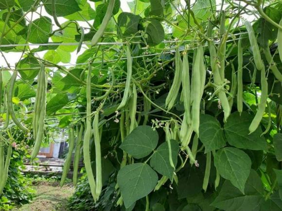 42 4 Me Viet O Sec Cai Tao Manh Dat Soi Da Thanh Nong Trai Xanh