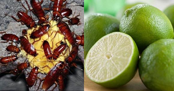 Quên thuốc diệt côn trùng đi. Chỉ cần một quả chanh, nhà bạn sẽ không cần phải lo muỗi, gián, kiến