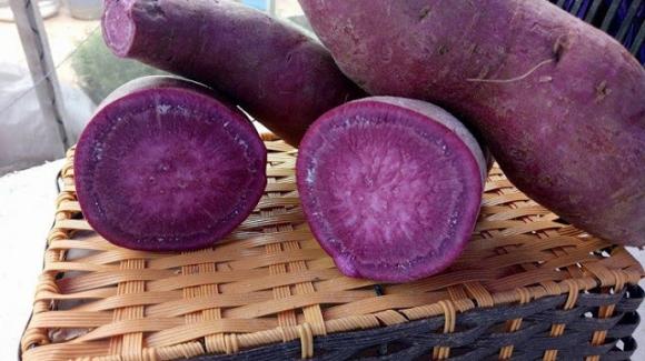 42 1 An Mot Cu Khoai Lang Tim Moi Ngay Ban Se Ngua Duoc 3 Benh Ung Thu Bao Ve Suc Khoe Toan Dien Ma Khong Can Bat Ky Vien Thuoc Nao