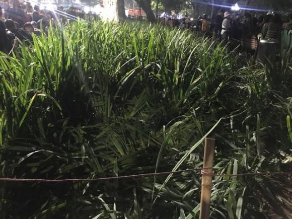 42 2 Vuon Hoa Ven Ho Guom Bi Giam Nat Sau Man Phao Hoa Chao Nam Moi