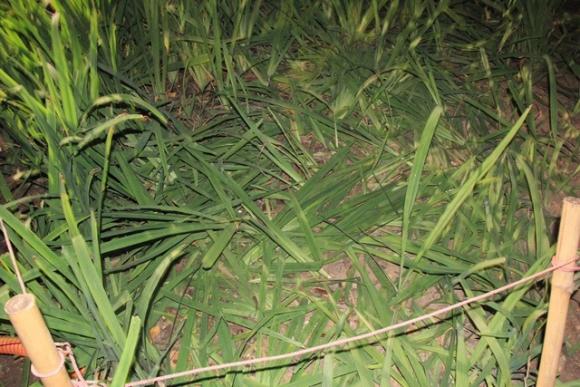 42 7 Vuon Hoa Ven Ho Guom Bi Giam Nat Sau Man Phao Hoa Chao Nam Moi