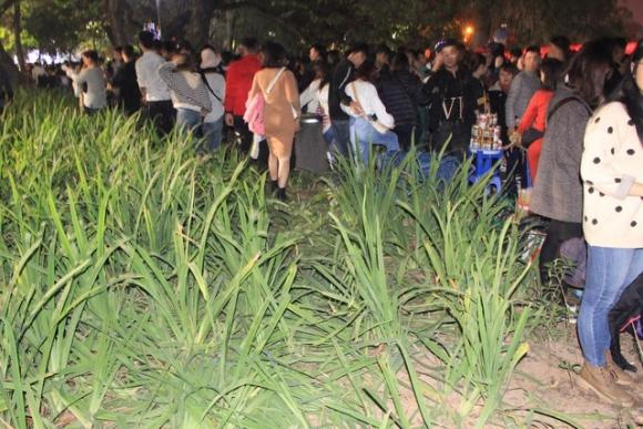 42 8 Vuon Hoa Ven Ho Guom Bi Giam Nat Sau Man Phao Hoa Chao Nam Moi