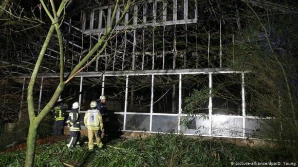 42 2 Duc Phao Hoa Giao Thua Lam Chay Va Chet Het Khi O Khu Bao Ton