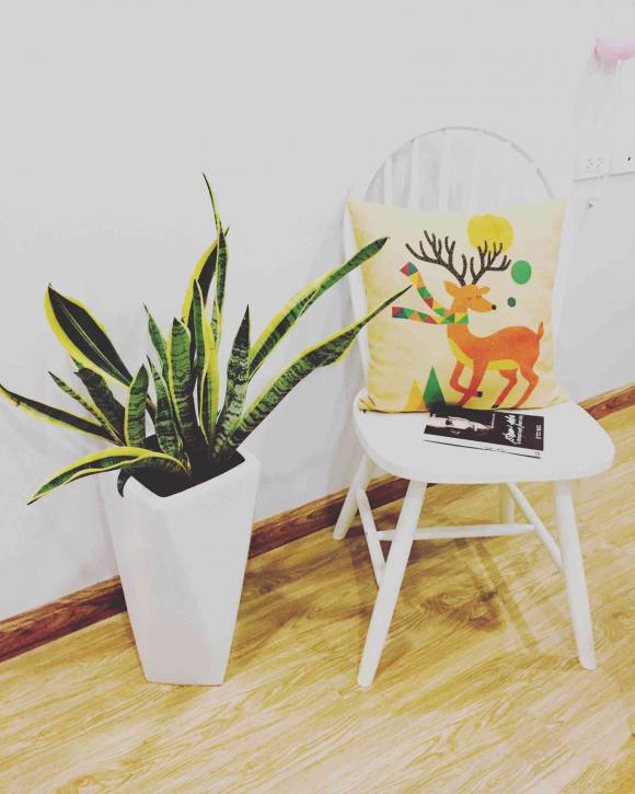 42 3 Top 5 Loai Cay Trong Vua Mang Phong Thuy Lai Phong Chong Ung Thu