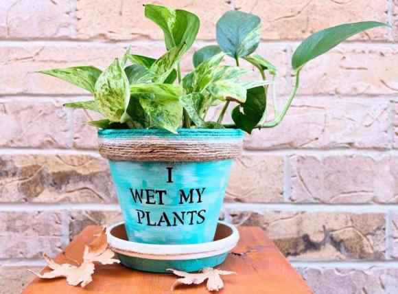 42 5 Top 5 Loai Cay Trong Vua Mang Phong Thuy Lai Phong Chong Ung Thu