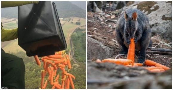 42 1 Uc Dung May Bay Tha Mua Khoai Lang Va Ca Rot Cuu Dong Vat Bi Doi Trong Chay Rung