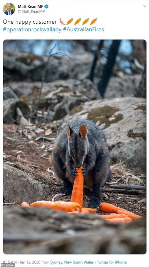 42 3 Uc Dung May Bay Tha Mua Khoai Lang Va Ca Rot Cuu Dong Vat Bi Doi Trong Chay Rung