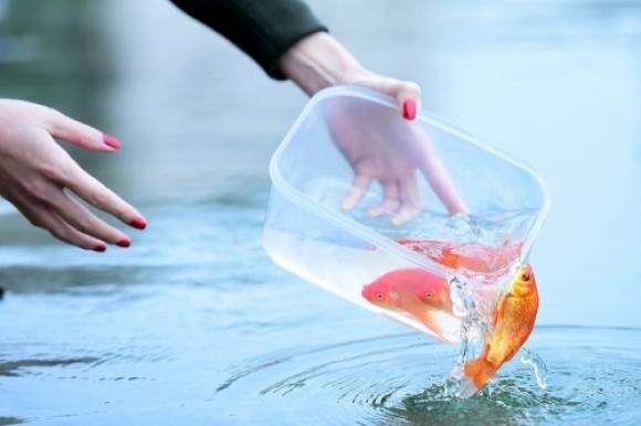 Vì sao người Việt có tục cúng ông Công ông Táo?