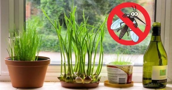 9 loại cây giúp thanh lọc không khí, khử mùi nhà bếp và lợi ích sức khỏe