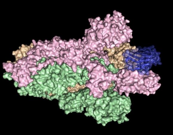 42 1 Phat Hien Loai Khang The Dau Tien Co Kha Nang Vo Hieu Hoa Virus Corona