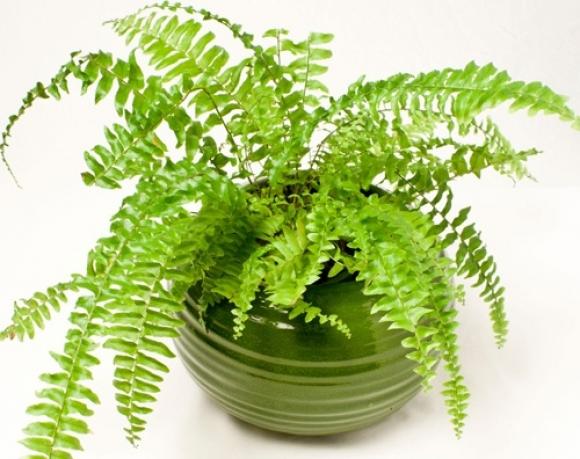 42 13 15 Loai Cay Hut Khi Doc Tot Nen Trong Trong Nha Mua He