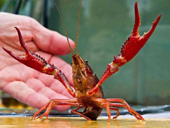 42 1 Canh Bao Nguy Co Virus Moi Tu Tom Trung Quoc Vao Viet Nam