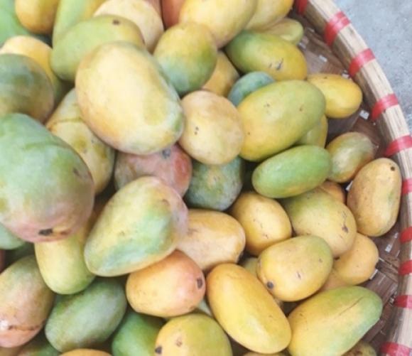 42 11 Man Xoai Dao Trung Quoc Lan Lon Hang Viet Ban Ngap Cho Nhin Nhung Dac Diem Nay De Phan Biet