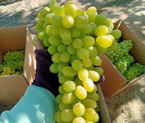 42 5 Man Xoai Dao Trung Quoc Lan Lon Hang Viet Ban Ngap Cho Nhin Nhung Dac Diem Nay De Phan Biet