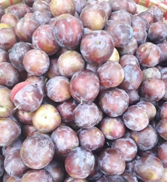 42 8 Man Xoai Dao Trung Quoc Lan Lon Hang Viet Ban Ngap Cho Nhin Nhung Dac Diem Nay De Phan Biet