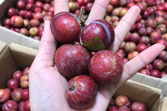 42 9 Man Xoai Dao Trung Quoc Lan Lon Hang Viet Ban Ngap Cho Nhin Nhung Dac Diem Nay De Phan Biet