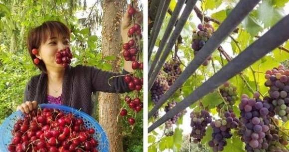 42 1 Phat Them Voi Khu Vuon Triu Qua Cua Me Viet Tai Duc